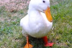 Another Quacking 3D Printing Wonder