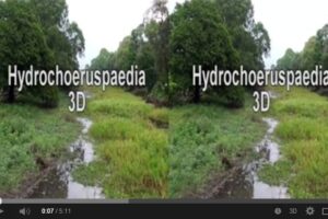 HYDROCHOERUSPAEDIA 3D