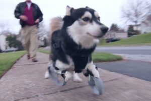 Thanks To 3D Printing, This Husky Just Got New Legs