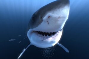 unbelievable 360 VR Great White Close Encounter