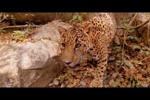 Your Daily VR Fix, Today: In the Presence of Animals – 3D 360