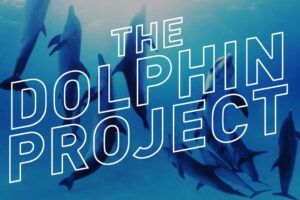 Your Daily VR Fix, Today: The Dolphin Project 360