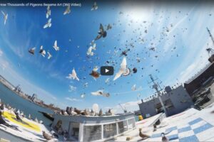 Your Daily VR Fix, Today: How Thousands of Pigeons Became Art (360 Video)
