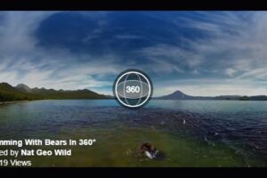 Your Daily VR Fix, Today: Swimming With Bears 360 VR