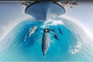 Your Daily VR Fix, Today: GoPro VR: Swimming with Wild Dolphins in the Ocean