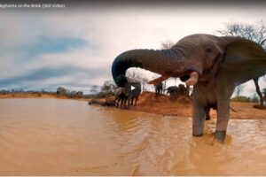 Your Daily VR Fix, Today: Elephants on the Brink 360 Video