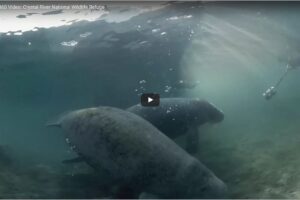 Your Daily VR Fix, Today: Manatee 360 Video: Crystal River National Wildlife Refuge