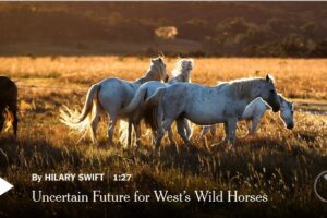 Your Daliy 360 VR Fix: Uncertain Future for West’s Wild Horses