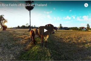 Your Daily Explore 360 VR Fix: The Rice Fields of SiSaKet Thailand