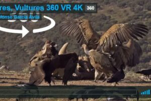 Your Daily Explore 360 VR Fix: Vultures, Vultures 360 VR 4K