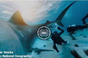 Your Daily Explore 360 VR Fix: NatGeo Wild Tiger Sharks 360