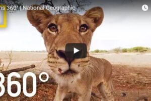 Your Daily Explore 360 VR Fix: Lions 360° National Geographic Explorer Martin Edström