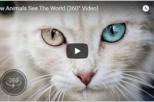 Your Daily Explore 360 VR Fix: How Animals See The World -360° Video