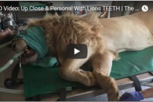Your Daily Explore 360 VR Fix: Up Close & Personal With Lions TEETH – The Lion Whisperer 360