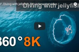 Your Daily Explore 360 VR Fix: 360°, Diving with Jellyfish, 8K Underwater Video