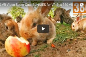 Your Daily Explore 360 VR Fix: 360 VR Video Super Cute BUNNIES