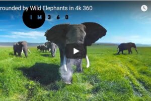 Your Daily Explore 360 VR Fix: Surrounded by Wild Elephants in 4k 360