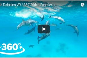 Your Daily Explore 360 VR Fix: Wild Dolphins VR 360° Video Experience