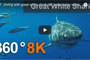 Your Daily Explore 360 VR Fix: Diving with great white shark, 8K underwater video
