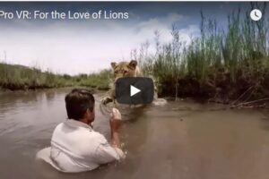 Your Daily Explore 360 VR Fix: GoPro Fusion VR: For the Love of Lions