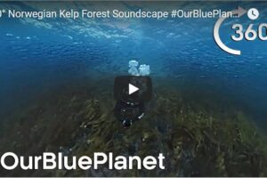Your Daily Explore 360 VR Fix: 360° Norwegian Kelp Forest Soundscape