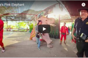 Your Daily Explore 360 VR Fix: Bee’s Pink Elephant 360