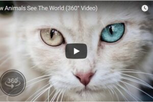 Your Daily Explore 360 VR Fix:  How Animals See The World (360° Video)