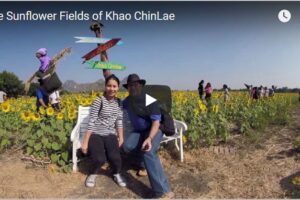 Your Daily Explore 360 VR Fix: The Sunflower Fields of Khao ChinLae