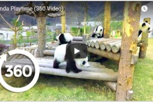Your Daily Explore 360 VR Fix: Panda Playtime (360 Video)