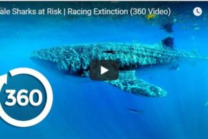 Your Daily Explore 360 VR Fix: Whale Sharks at Risk | Racing Extinction (360 Video)