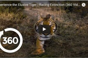 Your Daily Explore 360 VR Fix: Experience the Elusive Tiger | Racing Extinction (360 Video)