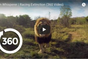 Your Daily Explore 360 VR Fix: Lion Whisperer | Racing Extinction (360 Video)