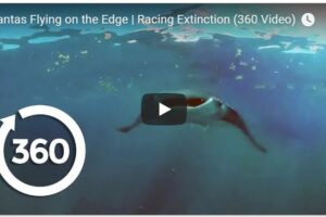 Your Daily Explore 360 VR Fix: Mantas Flying on the Edge | Racing Extinction (360 Video)