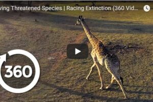Your Daily Explore 360 VR Fix: Saving Threatened Species | Racing Extinction (360 Video)