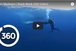 Your Daily Explore 360 VR Fix:Mako Madness | Shark Week (360 Video)