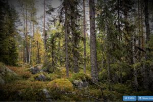 Today’s 360 VR Buzz: Take A Walk Through The Great Northern Forest With Greenpeace’s AR App