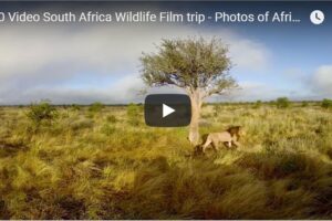 Your Daily Explore 360 VR Fix: 360 Video South Africa Wildlife Film trip – Photos of Africa VR Safari