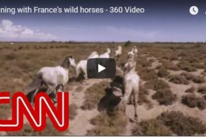 Your Daily Explore 360 VR Fix: Running with France’s wild horses – 360 Video