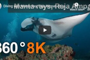 Your Daily Explore 360 VR Fix: Diving with Manta Ray, Raja Ampat. 8K underwater 360 video