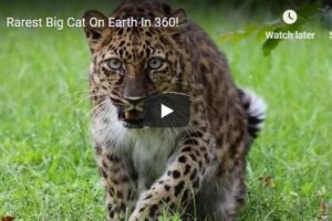 Your Daily VR180/ 360 VR Fix: Rarest Big Cat On Earth In 360