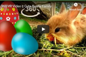 Your Daily VR180/ 360 VR Fix: 360 VR Video || Cute Bunny Family