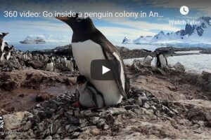 Your Daily VR180/ 360 VR Fix: 360 video: Go inside a penguin colony in Antarctica