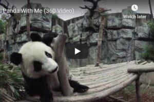 Your Daily VR180/ 360 VR Fix: Panda With Me (360 Video)