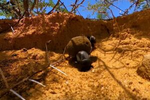 Your Daily VR180/ 360 VR Fix: Rolling Dung with African Dung Beetles | Wildlife in 360 VR