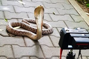 Watch This If You Dare! Goodness Snakes Alive 8K VR180 in 3D
