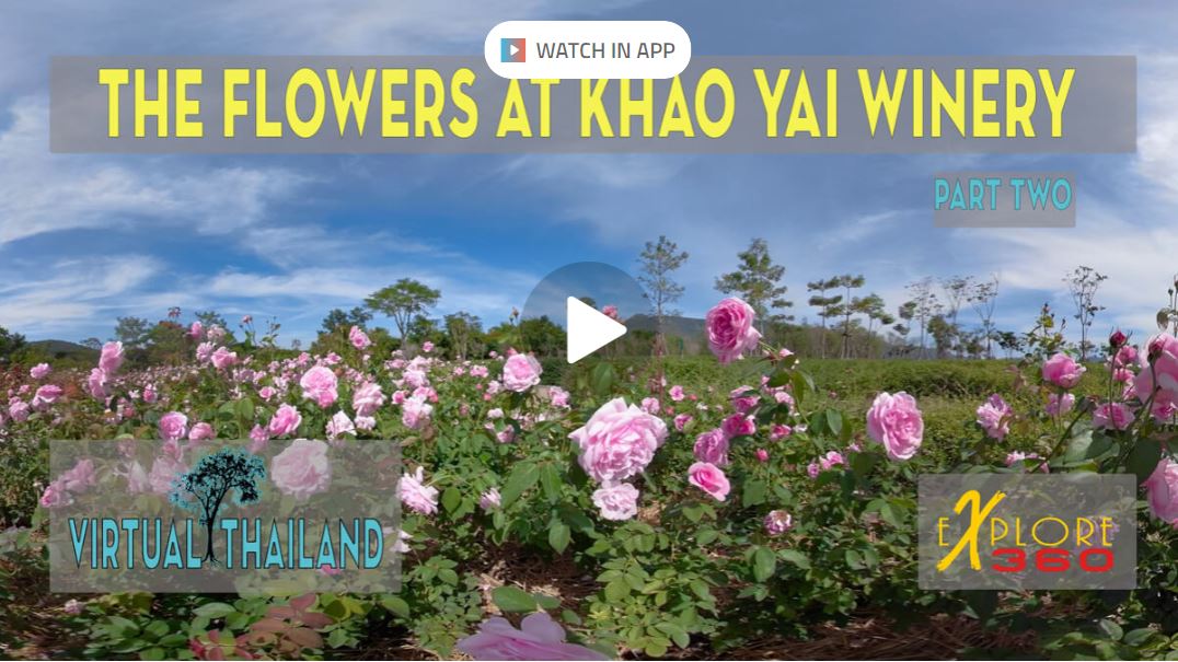 The Flowers at Khao Yai Winery - Part Two - Do you need a getaway? Then do it the SAFE way with a VR Getaway! You can watch these beautiful FLOWERS on your Smartphone, Computer or VR headset. #OculusGo, #OculusQuest, #OculusRiftS, Pico Neo 2 or 3 or G2 4K. The blue sky above, beautiful music, you can almost smell the flowers in the virtual air! Part two of two. Come to Virtual Thailand anytime you want!