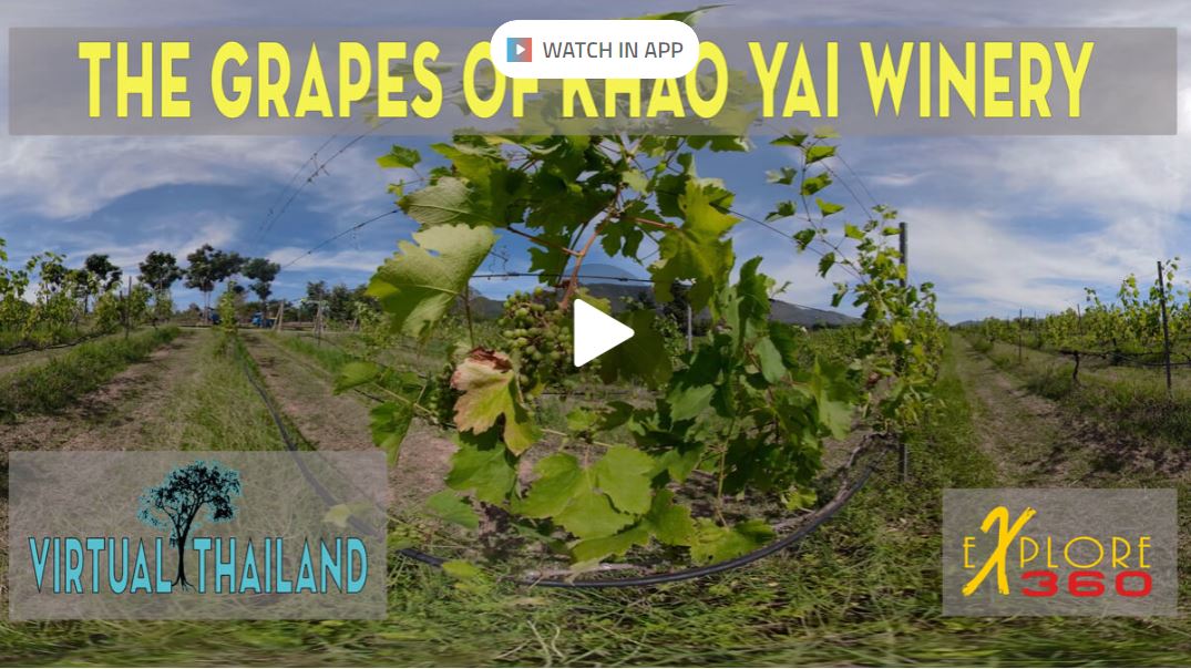 The Grapes of Khao Yai Winery Thailand - So you can't take a vacation, how about a VRCation? These videos are created to help you get away for a few minutes, enjoy. Khao Yai Winery is located a little more than 2 hours north of Bangkok Khao Yai Winery sits amidst a lush 320-hectare plantation, of which 80 hectares (500 Rai) is dedicated to growing grapes.